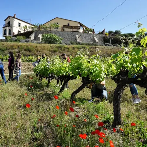 Barcelona: Excursión de medio día con navegación a vela, visita a viñedos y cata de vinos