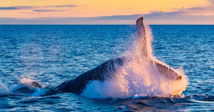 From Reykjavik: Full Day Whale Watching & Golden Circle Tour