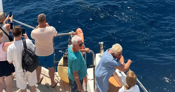 PALMA CRUISES Dolphin Watch morning