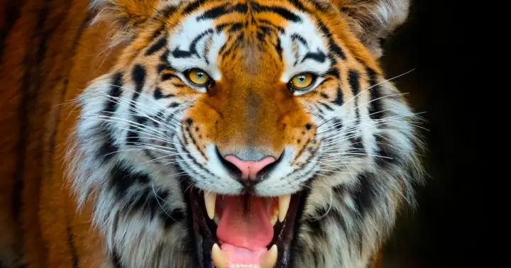 Benidorm: Terra Natura Theme Park 1-Day Tickets