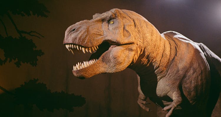 Entrada reservada y audioguía del Museo de Historia Natural de Londres