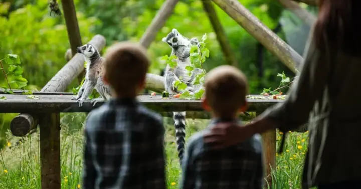 Zoo de Belfast: ticket de entrada