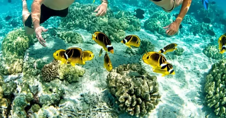 Cartagena: 5 Islas VIP con Snorkel, Almuerzo y Open Bar
