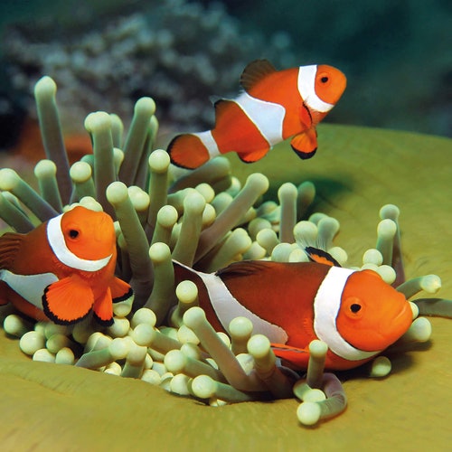 Palma Aquarium: Entrada sin colas + Cine 3D (opcional)