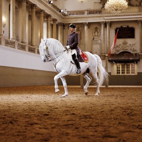 Actuación de Lipizzaner en la Escuela Española de Equitación