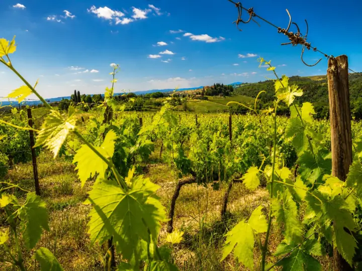 From Florence: Chianti Wine Experience & Tuscan Flavors