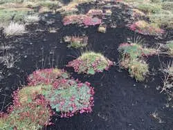 Mount Etna Off-Road Tour