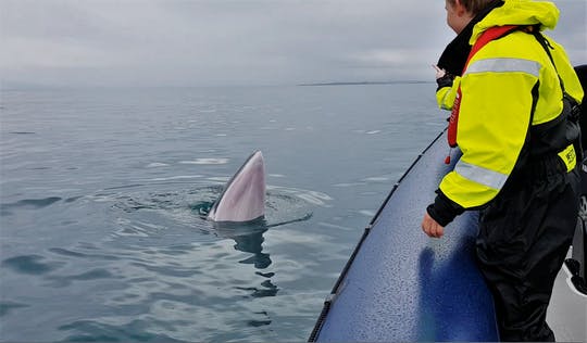 Excursión de avistamiento de ballenas en lancha rápida RIB Express desde Reikiavik