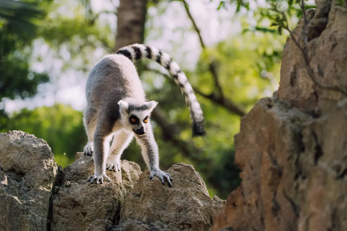 Bioparc Valencia