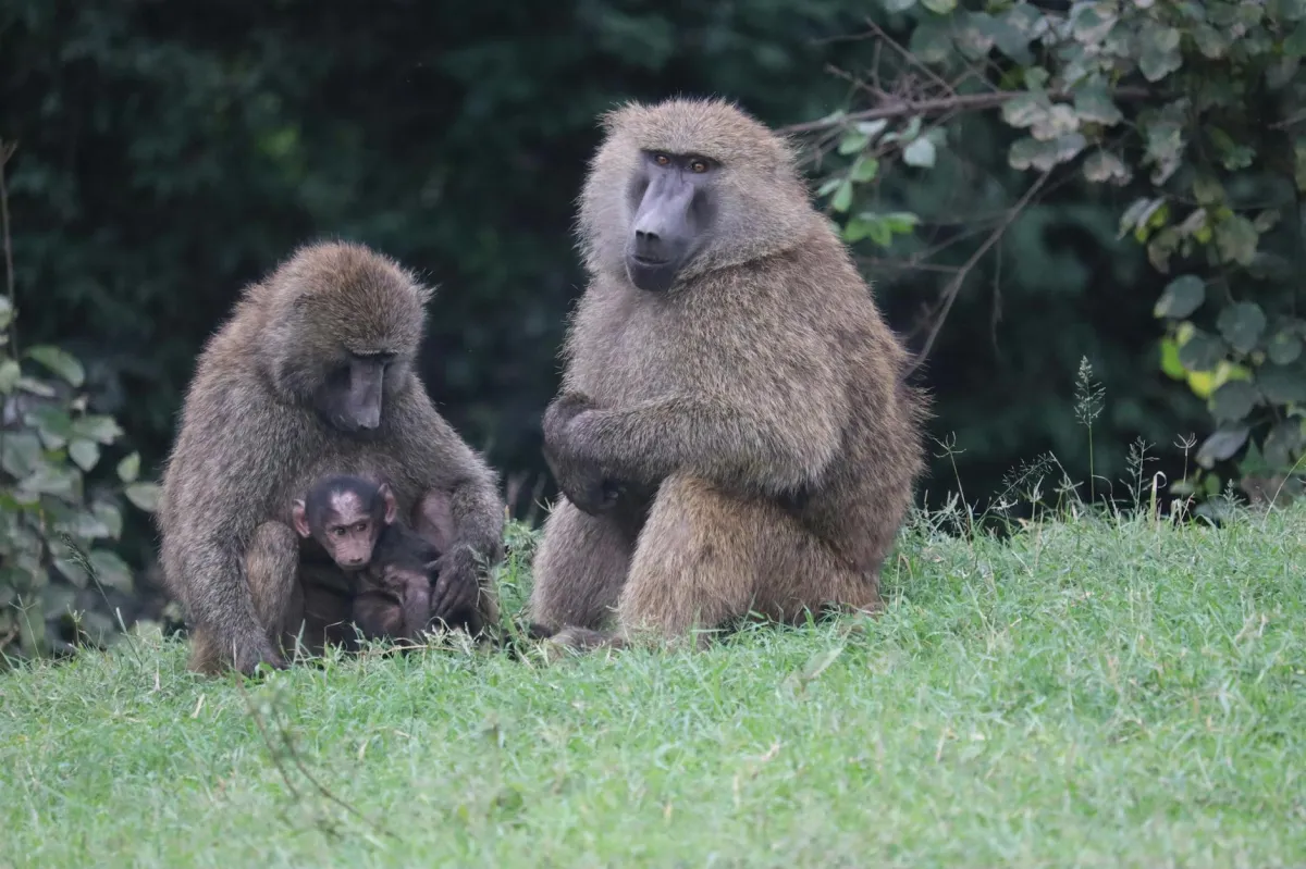 national park nairobi