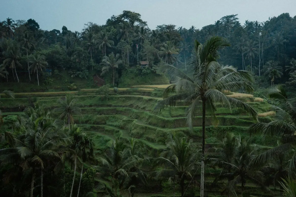 Visitar los campos de arroz de Tegalalang