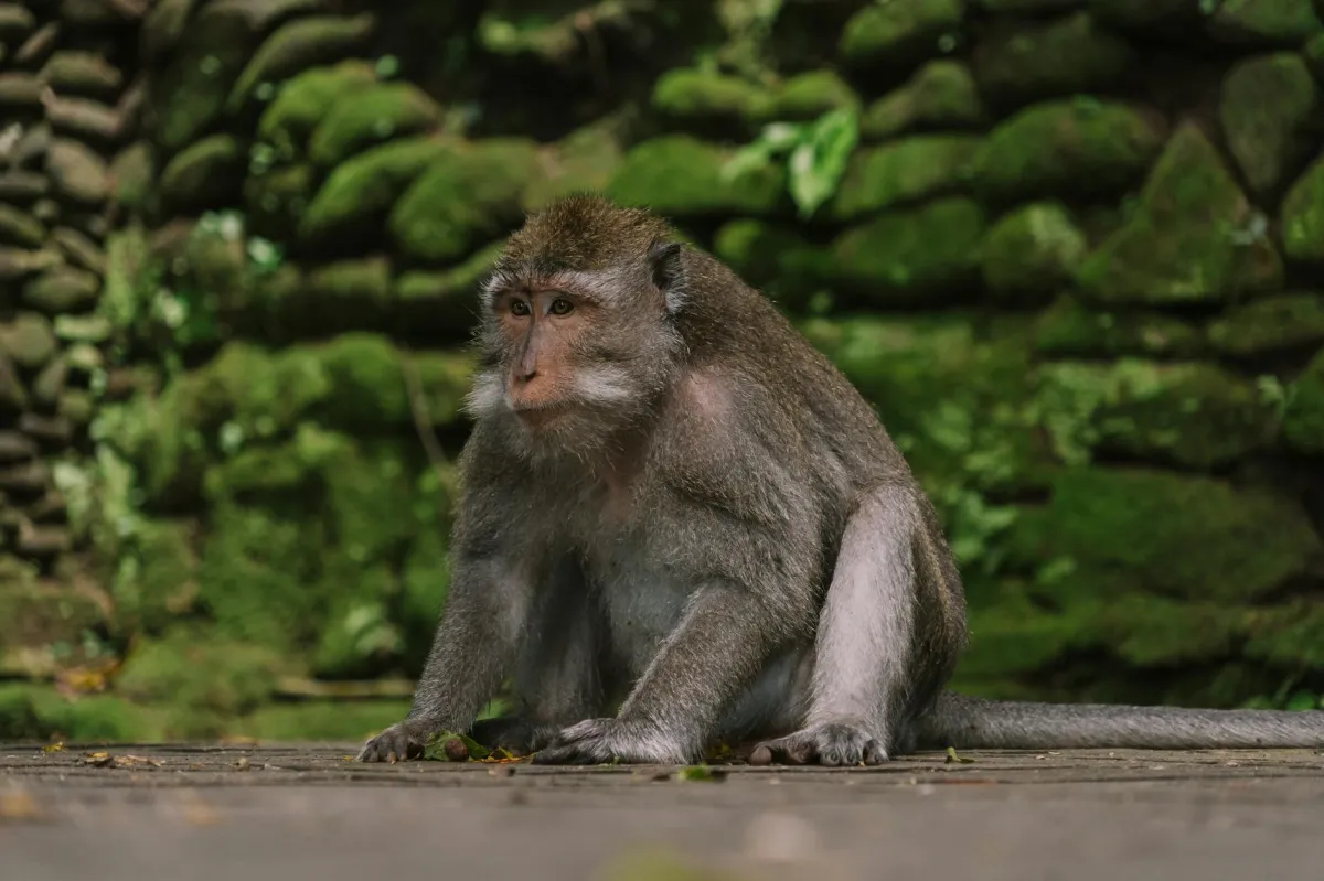 Sumergirse en el bosque de Monos de Ubud